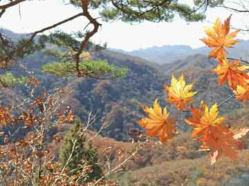 荆芥：厨房里的“神仙草”